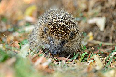 《永劫无间》《战锤：末世鼠疫2》将在明天支持DLSS 3